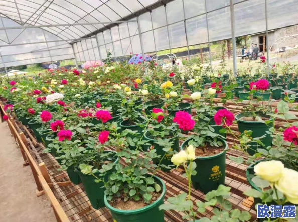 WWW.河北彩花AV.COM全新内容上线，精彩视频与互动体验等你来发现，快来加入我们的社区！