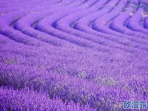 薰衣草研究所实验室入口处2024，期待看到更多关于薰衣草的科研成果和应用！