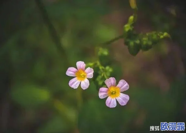里番本子侵犯肉全彩3d,这种内容真是让人感到不适,希望能加强监管 里番本子侵犯肉全彩3d,这种内容真是让人感到不适,希望能加强监管