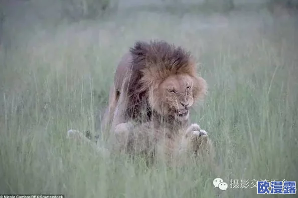 配种强行很爽的视频通过分享积极向上的内容,我们可以更好地理解生命的奇妙与自然的和谐,促进人与自然的和谐共生 配种强行很爽的视频通过分享积极向上的内容,我们可以更好地理解生命的奇妙与自然的和谐,促进人与自然的和谐共生