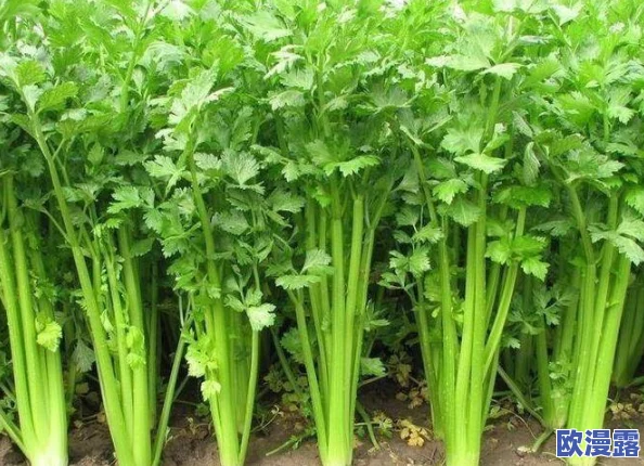 《我的世界》中海豚的喂养技巧与饮食偏好：揭秘它们爱吃的食物