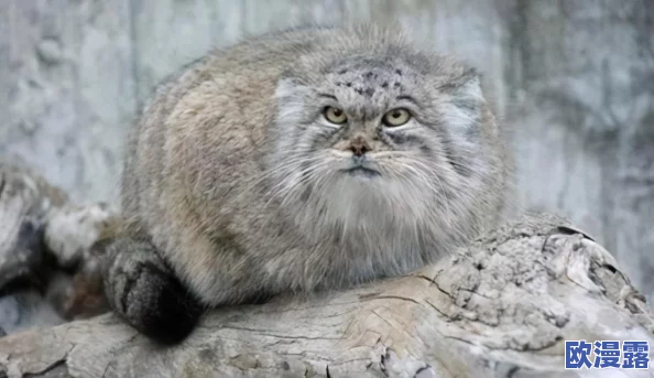 以下哪种动物的瞳孔是长方形的_7月14日每日一题答案 以下哪种动物的瞳孔是长方形的_7月14日每日一题答案